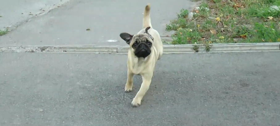 У центрі Харкова встановили диспенсери для збору відходів життєдіяльності собак (відео)