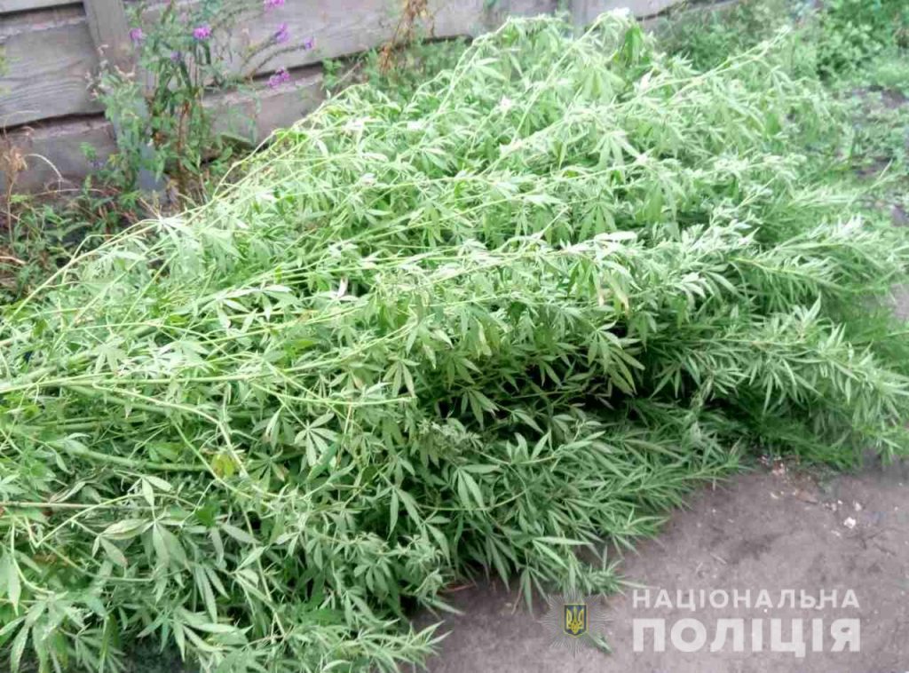 В Харькове в частном секторе нашли плантацию конопли (фото)