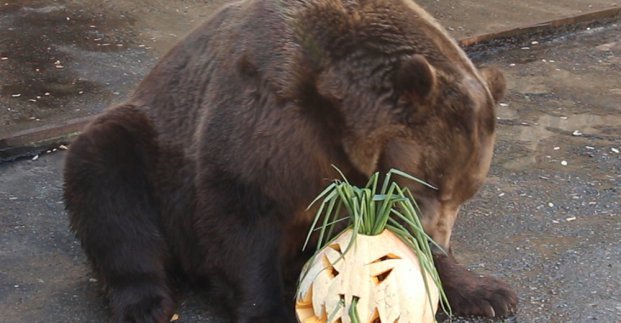 В Харьковском зоопарке зверям устроили Хэллоуин