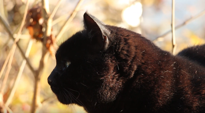 Харків’яни розповіли, чи вірять у прикмети про чорних котів (відео)
