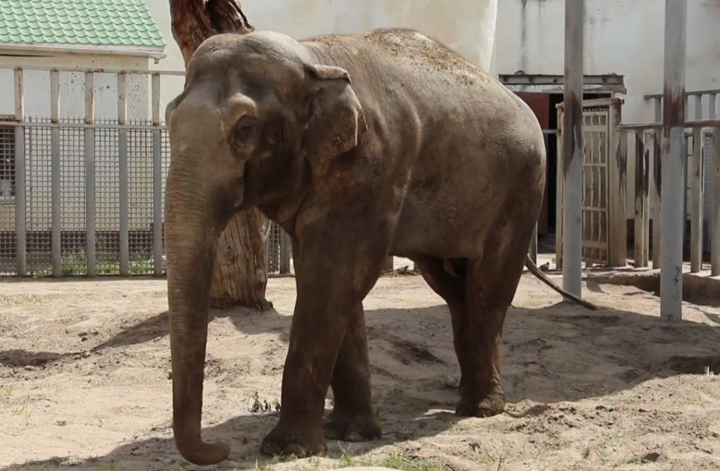 У Харківському зоопарку відсвяткували день народження слона (відео)