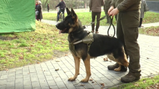 У Саржиному яру службові собаки затримували злочинців і долали смуги перешкод (відео)