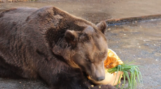 Тварини у Харківському зоопарку отримали подарунки до Хелловіну (відео)