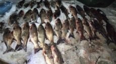 150 килограммов толстолоба: на Печенежском водохранилище задержан браконьер