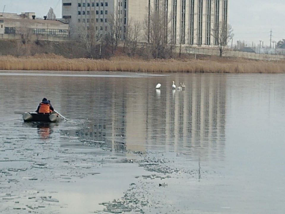 В Харькове спасли лебедей (фото)