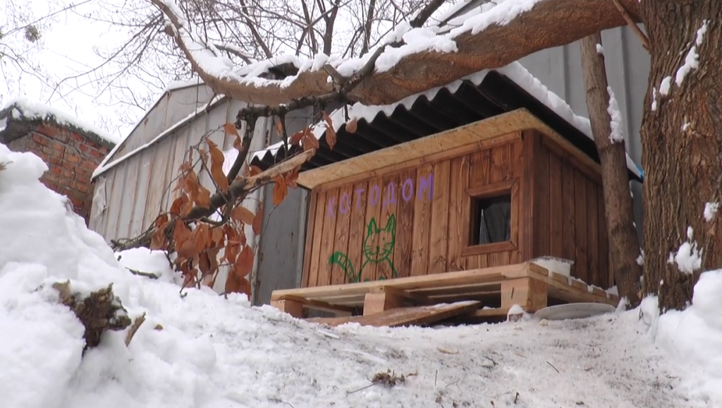 Безпритульні котики Шевченківського району мають власну оселю (відео)