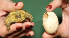 Черепахи з «Червоної книги» народилися у харківському зоопарку (відео)