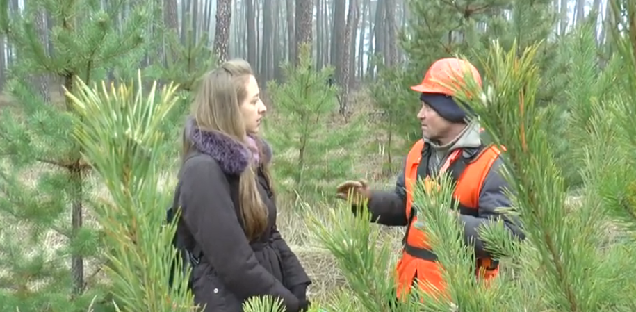 Як зекономити на купівлі ялинки: скільки у лісгоспах правлять за новорічних красунь (відео)
