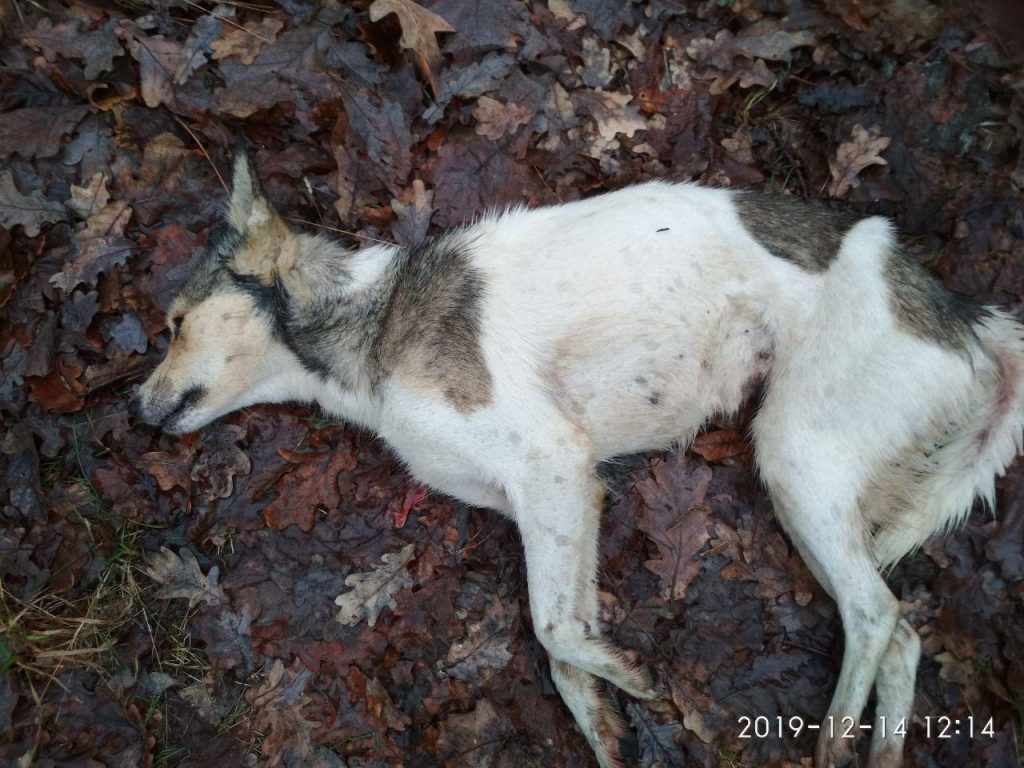 В Харьковской области неизвестный расстрелял собак (фото 18+)