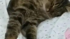Видео дня: котик в «кроватке» — посетители магазина засняли спящего кота (видео)