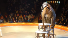 Харківські зоозахисники виступають проти тварин у цирку (відео)