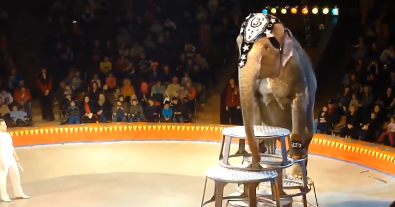Харківські зоозахисники виступають проти тварин у цирку (відео)