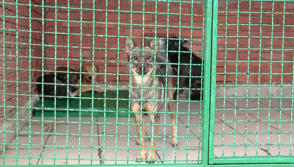 Без вигулу і практично без їжі: у харків’янки відібрали собак (відео)