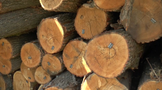 Держслужбовцям Балаклійського лісгоспу повідомили про підозру у незаконній вирубці лісу (відео)