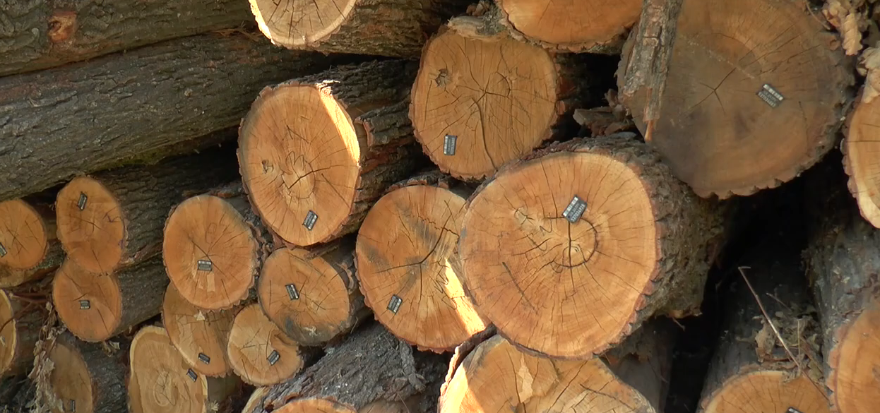 Держслужбовцям Балаклійського лісгоспу повідомили про підозру у незаконній вирубці лісу (відео)