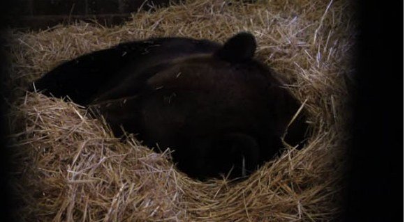 В Харьковском зоопарке с опозданием в месяц заснули медведи (видео, фото)