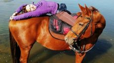 Харьковчане просят убрать лошадей из центра города