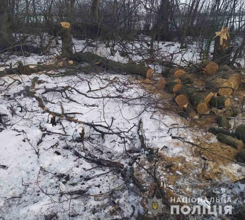 Задержаны селяне, незаконно рубившие деревья (фото)