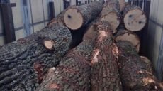 Лесничие подозреваются в служебной халатности