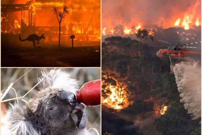 Пожары в Австралии: животные бегут за помощью к людям (фото)