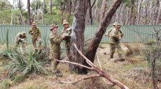 Австралийские военные приходят кормить пострадавших коал