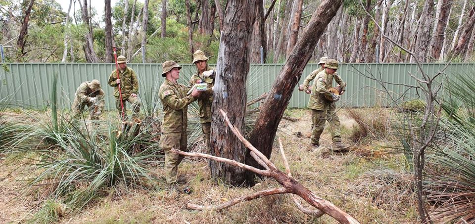 Австралийские военные приходят кормить пострадавших коал