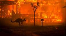 Полмиллиарда животных погибли в бушующих пожарах в Австралии (фото)