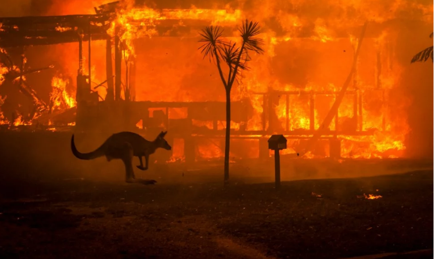 Полмиллиарда животных погибли в бушующих пожарах в Австралии (фото)