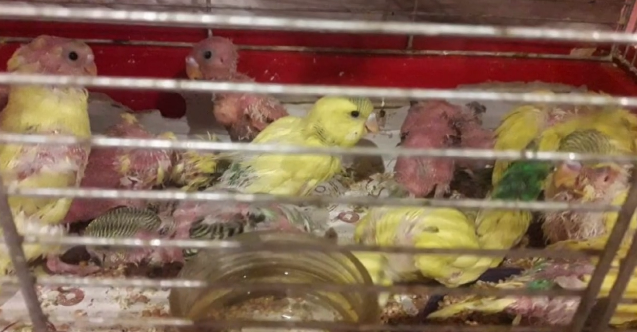 Слабкі, без пір’я та не можуть літати: у Харкові невідомі викинули хворих папуг (відео)