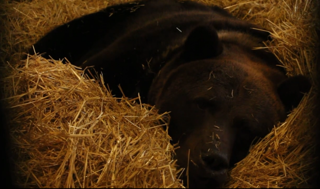 Через аномально теплий грудень харківські ведмеді з запізненням впали у сплячку (відео)