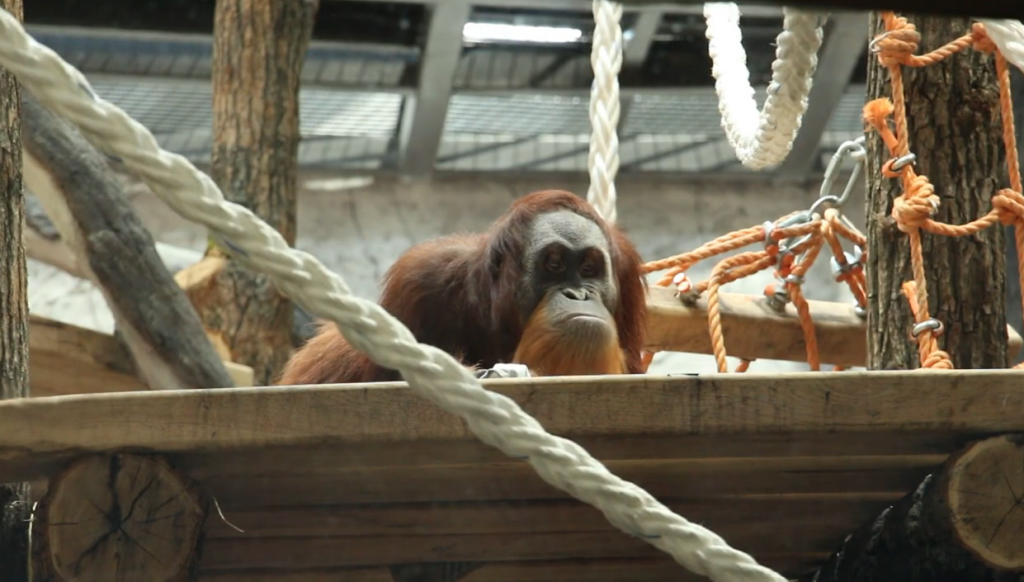 Автоматичні поїлки, природне освітлення та протиударне скло: у Харківському зоопарку будують вольєри для мавп (відео)