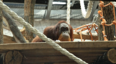 Автоматичні поїлки, природне освітлення та протиударне скло: у Харківському зоопарку будують вольєри для мавп (відео)