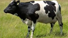 За год на Харьковщине вырезали каждую десятую корову