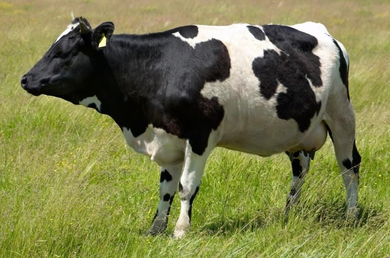 За год на Харьковщине вырезали каждую десятую корову