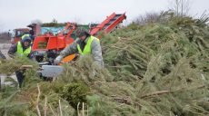 В Харькове утилизируют елки после новогодних праздников