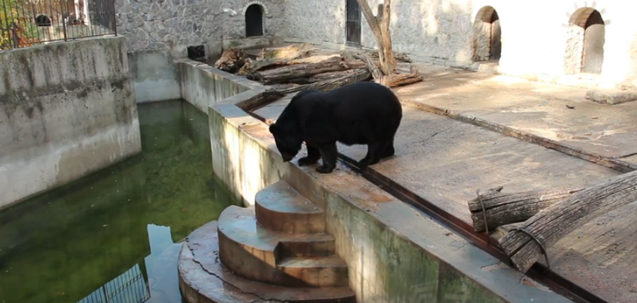 На будівництво вольєрів для ведмедів у Харківському зоопарку виділять 53 мільйони гривень (відео)