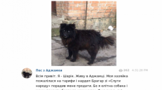 Пес Шарик, которого предложили продать из-за долгов за газ, «завел» себе Telegram-канал