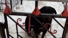 Собака загрызла ребенка насмерть на Харьковщине (фото)