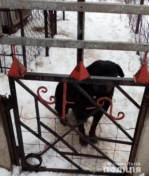 Собака загрызла ребенка насмерть на Харьковщине (фото)