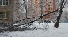 Непогода. Штормовой ветер валил ночью в Харькове деревья (фото)