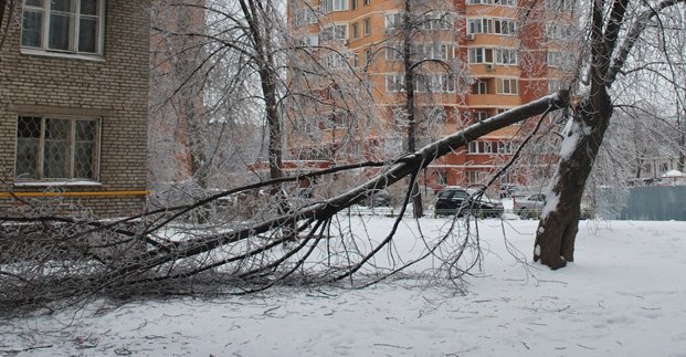 Непогода. Штормовой ветер валил ночью в Харькове деревья (фото)