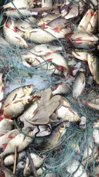 За январь у браконьеров и на рынках Харьковщины изъяли 268 кг незаконно выловленной рыбы