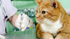 Харьковчане могут бесплатно привить своих котов