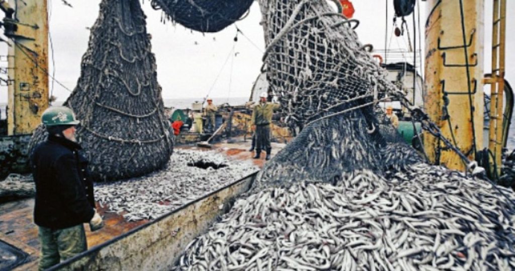 Рыбаки обеспокоены разворовыванием средств на зарыбление