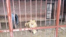 В глазах животных — безнадежность. В Харькове собирают средства для голодающих львов и медведей (фото)