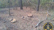 Браконьер, спиливший сосны в Национальном природном парке, осужден на три года