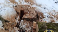 Спилив три дуба лесорубы нанесли лесхозу ущерб в 280 тыс. грн