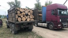 Харьковский губернатор пообещал посадить тех, кто покрывает «черных лесорубов»