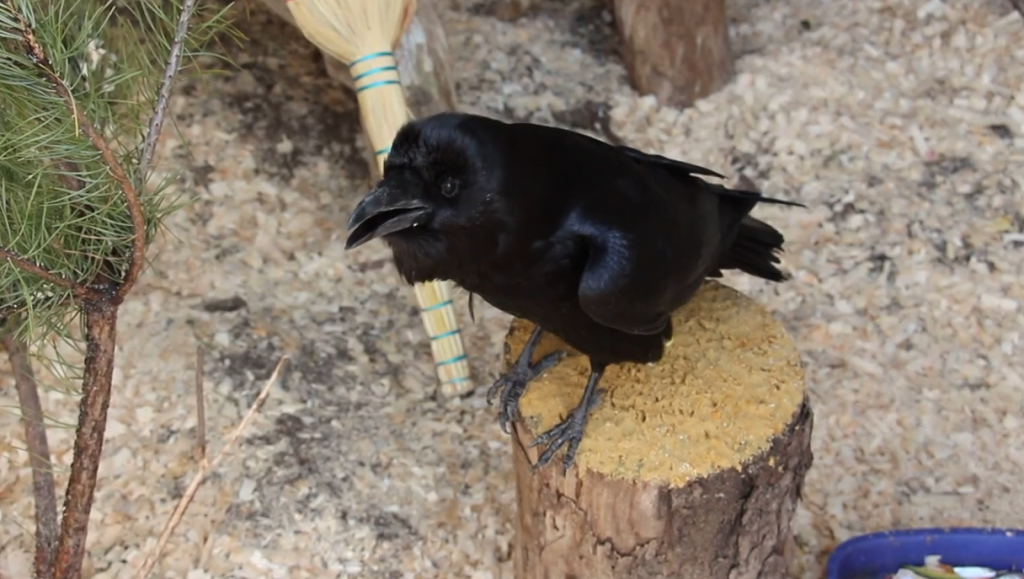 У зоопарку Харкові відзначив день народження ворон, який розмовляє (відео)