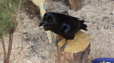 У зоопарку Харкові відзначив день народження ворон, який розмовляє (відео)